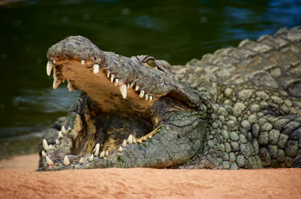 General: Crocodiles know much more than we think