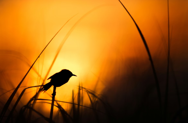 SQL Server 2012 Early Adoption Cook Book <- starting to be available