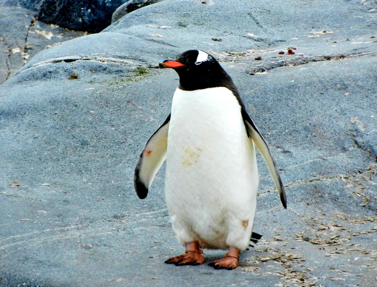 Opinion: Why penguins don't explode and the need for basic research ...