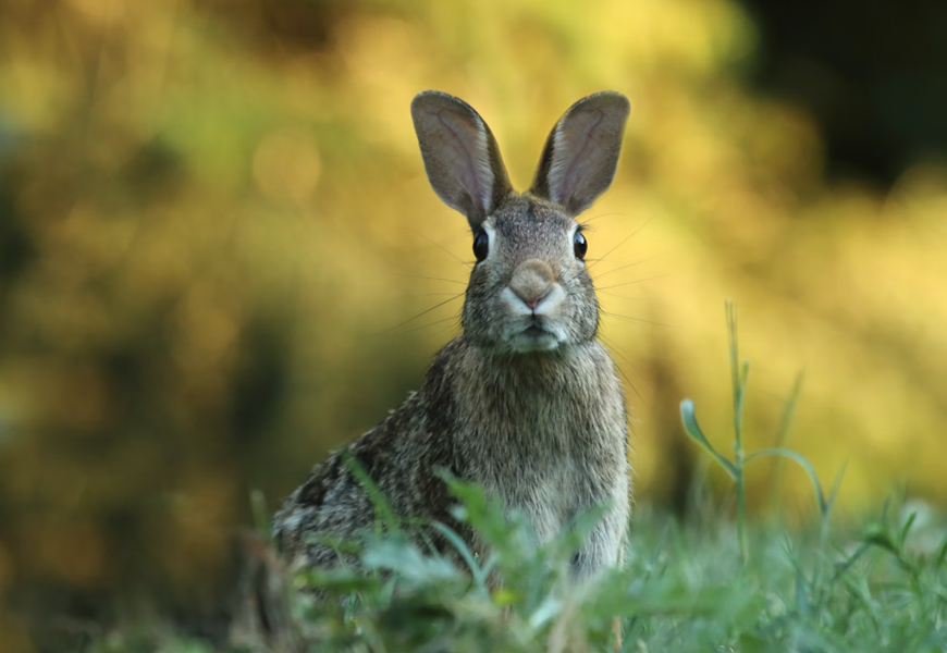 A rabbit
